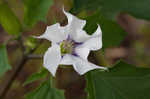 Jimsonweed